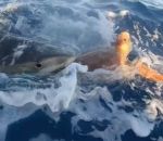 attaque Tortue de mer vs Requin