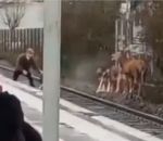 courre Un cerf en gare de Chantilly pendant une chasse à courre