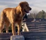 maison toit echelle Un chien monte sur un toit à l'aide d'une échelle