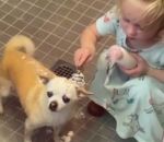 chien enfant tete Une fillette rase la tête de son chien