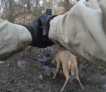 garde-chasse Un garde-chasse libère deux cerfs en tirant dans leurs bois