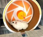 roue hamster Hamster vs Labyrinthe Portal