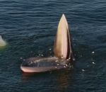 baleine manger gueule Un rorqual de Bryde mange des poissons