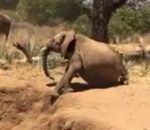 elephant Un éléphant descend une bordure de terre