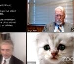 chaton Un avocat avec un filtre de chaton sur Zoom