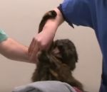veterinaire colere Un chat rebelle chez un vétérinaire