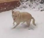 surprise Une chienne découvre la neige