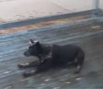 glissade chien Chien vs Terrasse verglacée