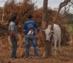vache Des éleveurs libèrent un taureau coincé dans un arbre