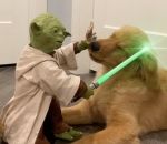 yoda combat Maître Yoda vs Deux chiens
