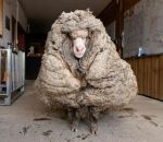tondre Un mouton errant avec 35 kilos de laine