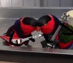 perruche Des oiseaux jouent de la guitare électrique