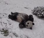 panda neige Des pandas glissent sur la neige
