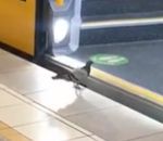 escalier Un pigeon prend le train