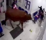 hopital Une vache entre dans un hôpital
