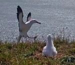 albatros Un albatros rate son atterrissage