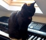 peur horreur Un chat joue une musique effrayante sur un synthé