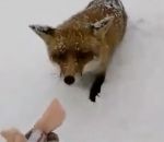 renard attaque Une femme donne à manger à un renard