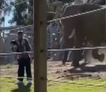 charge Un père et sa fille dans l'enclos des éléphants