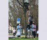 travail chat Travail d'équipe pour sauver un chat dans un arbre (Bordeaux)