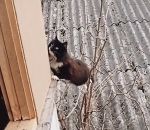 grimper Technique acrobatique d'un chat pour rentrer chez lui