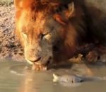 lion attaque Une tortue d'eau attaque un lion