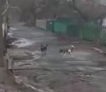 chien barriere Un chien en retard au travail