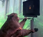 implant singe Un singe joue par la pensée grâce à un implant Neuralink