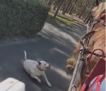 chien cheval Un pitbull attaque un cheval dans un parc