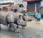 nepal Deux rhinocéros dans une rue