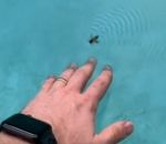 doigt Sauver une abeille de la noyade
