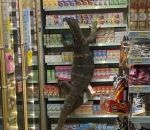 varan lezard Godzilla au supermarché
