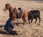 vache veau Un cheval protège son cowboy