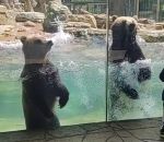 ours bassin zoo Deux ours font des vagues