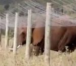 sous Un éléphant rampe sous une clôture anti-éléphant