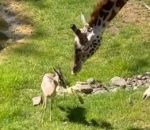 girafe tete Une girafe enlève une branche sur la tête d'une gazelle