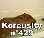 koreusity compilation mai Koreusity n°429