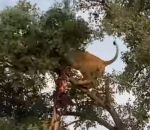 chute arbre Une lionne et un léopard tombent d'un arbre