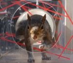 obstacle ecureuil Ninja Warrior pour écureuils #2