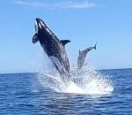attaque saut dauphin Orques vs Dauphin