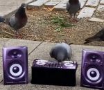 techno rave Rave de pigeons