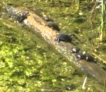 rondin equilibre Des tortues sur un rondin de bois flottant