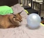baudruche eclater Un caracal joue avec un ballon de baudruche