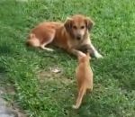 chien Un chaton attaque violemment un chien 