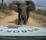 attaque elephant Un éléphant charge un pick-up