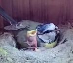 oiseau attaque Scène d'horreur dans un nid d'oiseaux