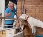 balcon chien Bonne entente entre voisins
