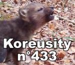 koreusity juin fail Koreusity n°433