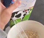 lait brique Se servir du lait directement au pis d'une vache