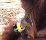 levre Un singe visse un écrou avec la bouche